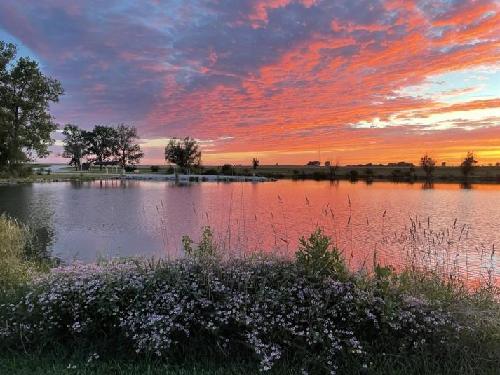 In the foreground is a cluster of small, light purple flowers. Directly behind the flowers is Roos Pond, with the sunlight reflecting off the water. In the far background is a green field and scattered trees. The sky is a mix of purple, pink, orange, and yellow, with the sun setting in the far right corner of the photo.