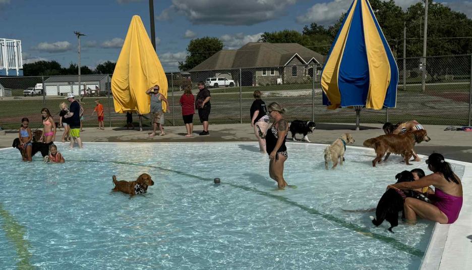 Several dogs wade in the pool while their owners stand by, watching.